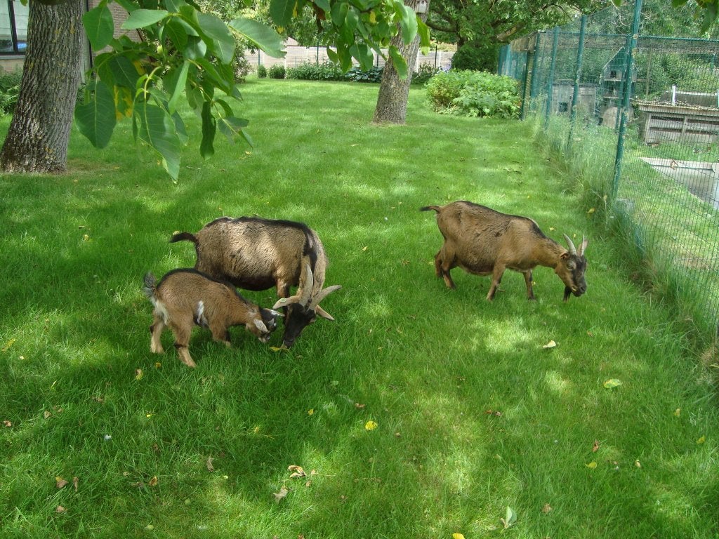 geitjes, Dieren en Toebehoren, Meerdere dieren, Geit, 0 tot 2 jaar