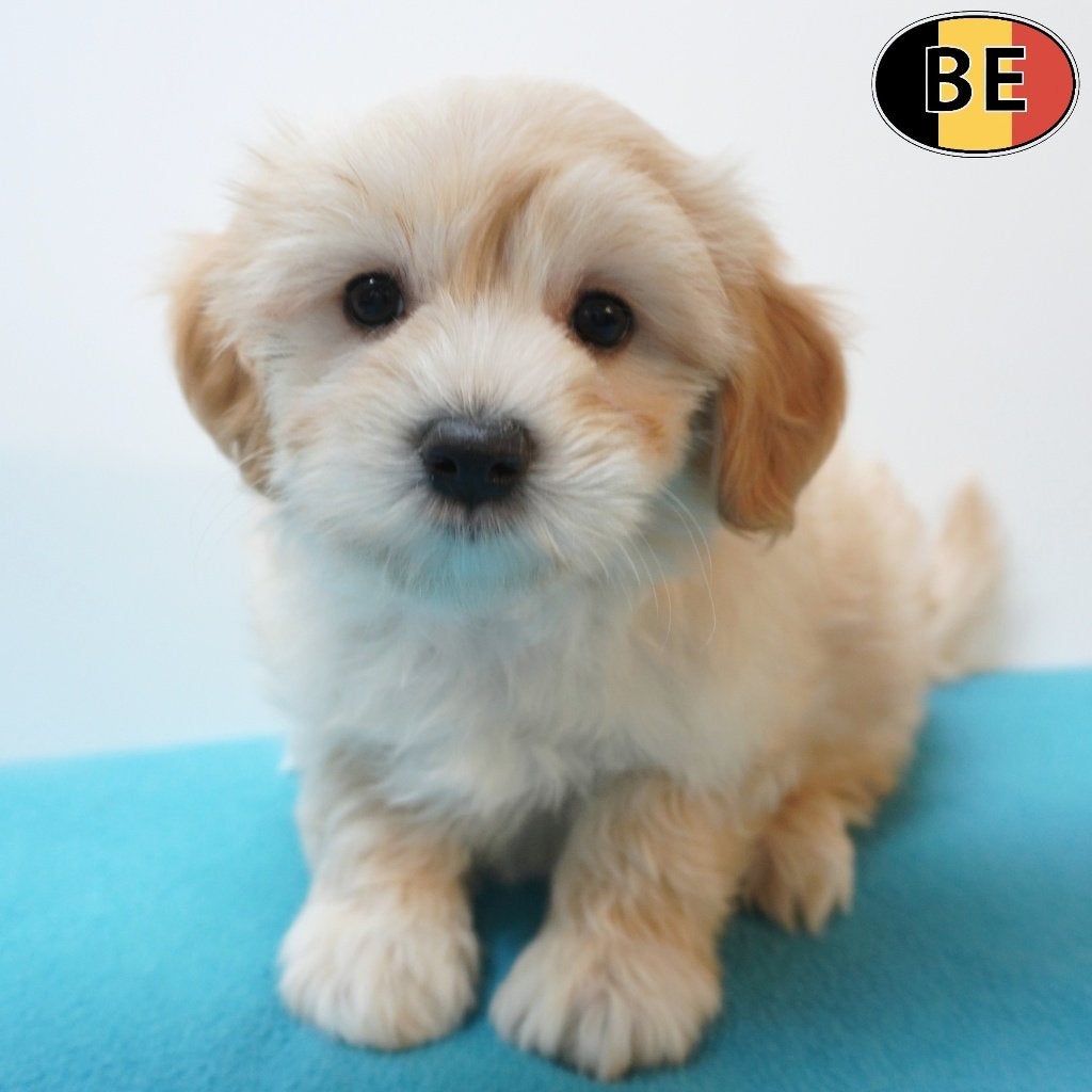 Havanezer, echte kleine gezelschapshondjes (Belgische pups), Dieren en Toebehoren, België, CDV (hondenziekte), 8 tot 15 weken