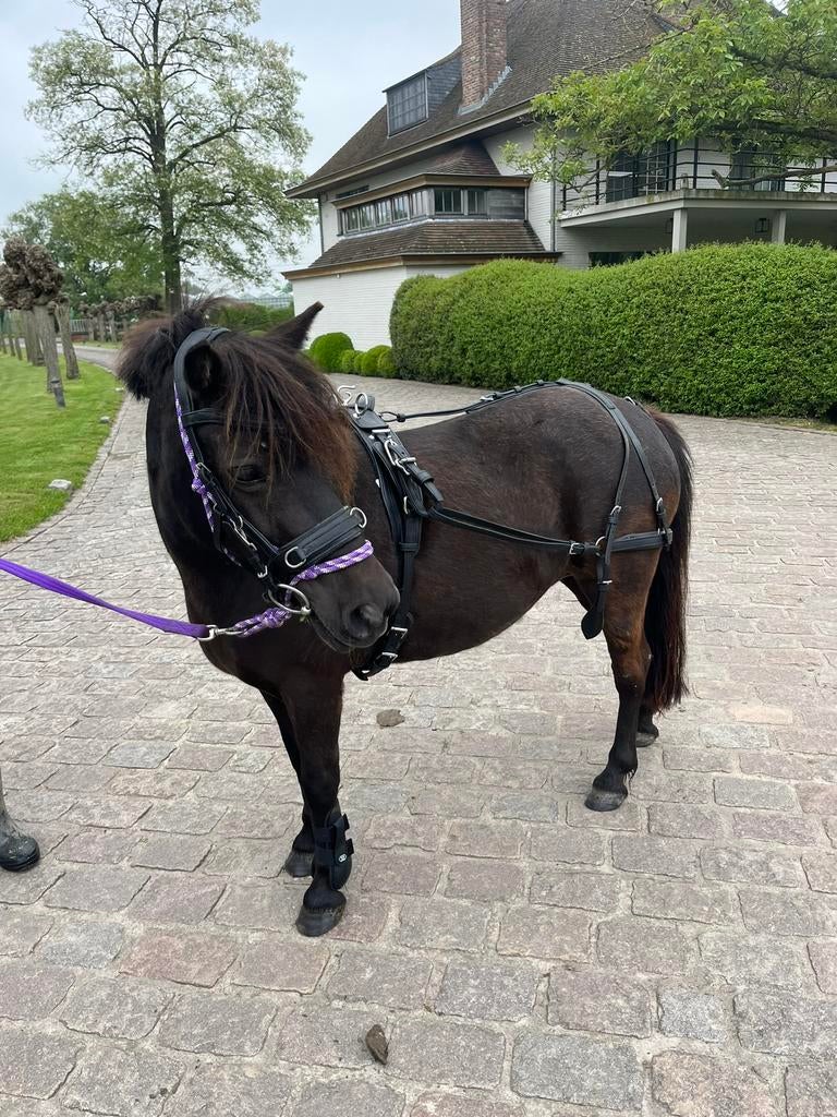 Lieve a-pony, Dieren en Toebehoren, Merrie, A pony (tot 1.17m), Gechipt, 7 tot 10 jaar