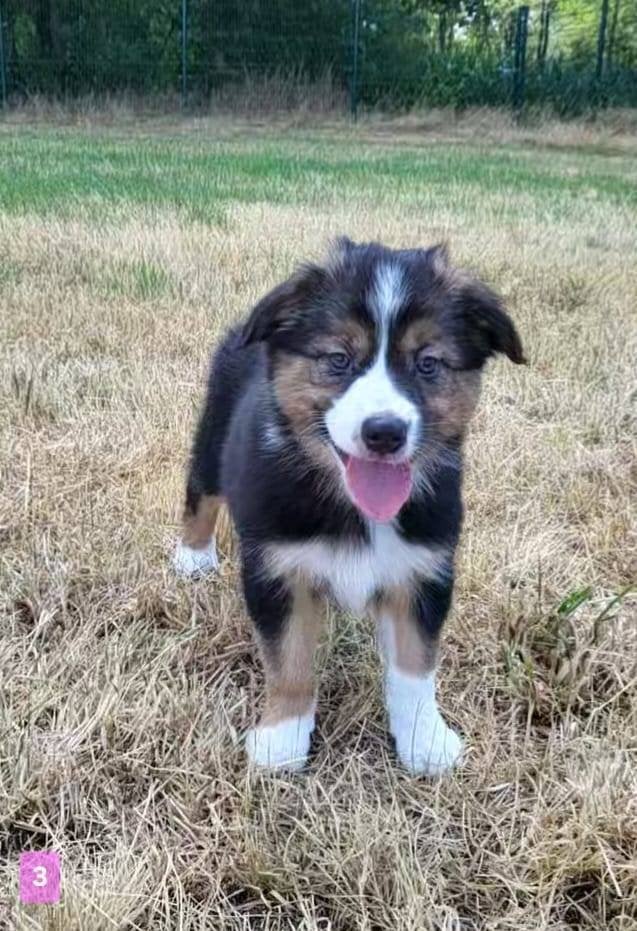 Australische herder pup / Australian Shepherd / Aussi pup, Dieren en Toebehoren, Parvo, België, 8 tot 15 weken, Meerdere