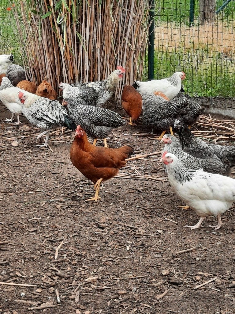Legkippen, Dieren en Toebehoren, Pluimvee, Meerdere dieren, Kip