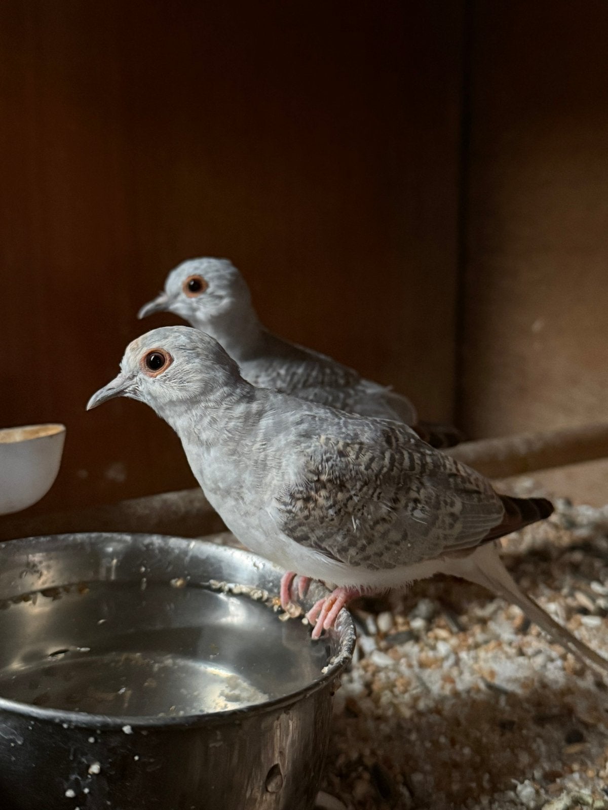 Diamantduif, Dieren en Toebehoren, Vogels | Duiven, Meerdere dieren, Overige soorten