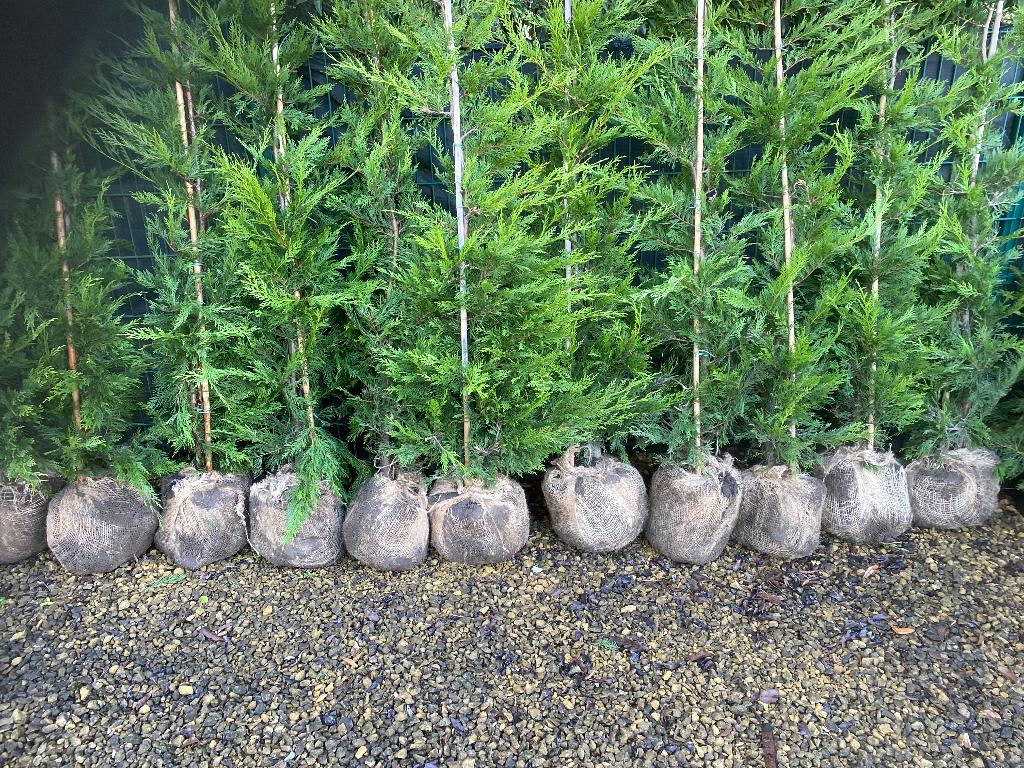 Cupressocyparis Leylandii, Enlèvement, Arbuste