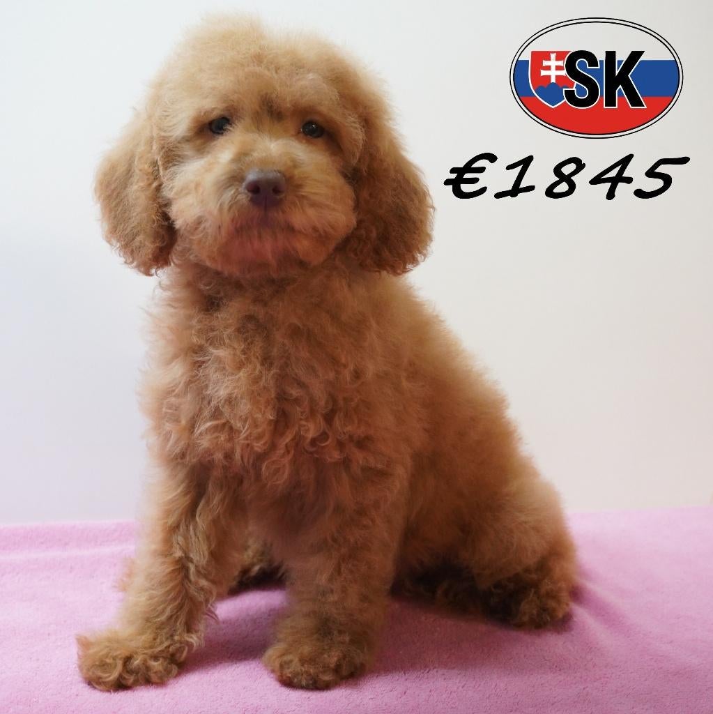 Schattige Poedel pups vol charme te koop, Poedel, België, 15 weken tot 1 jaar, Handelaar
