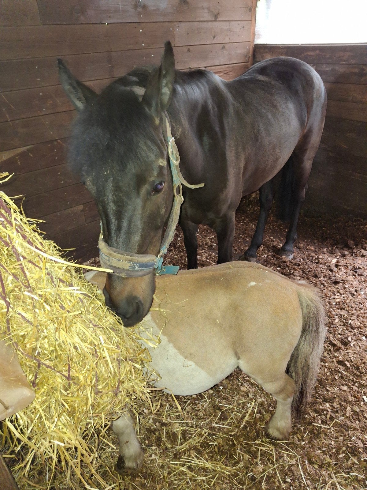 D pony 9j merrie, Jument