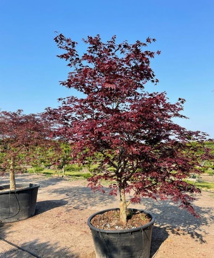 Krentenboom struik | Meerstammige sierbomen en heesters, Ophalen of Verzenden