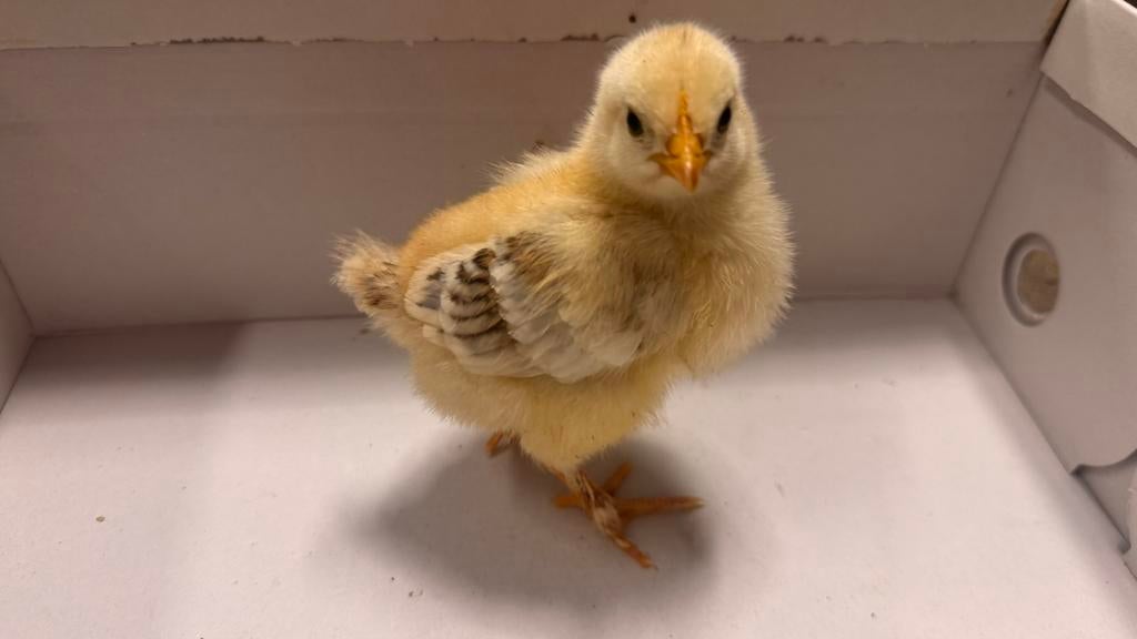 Diverse broedeieren 🥚, Dieren en Toebehoren