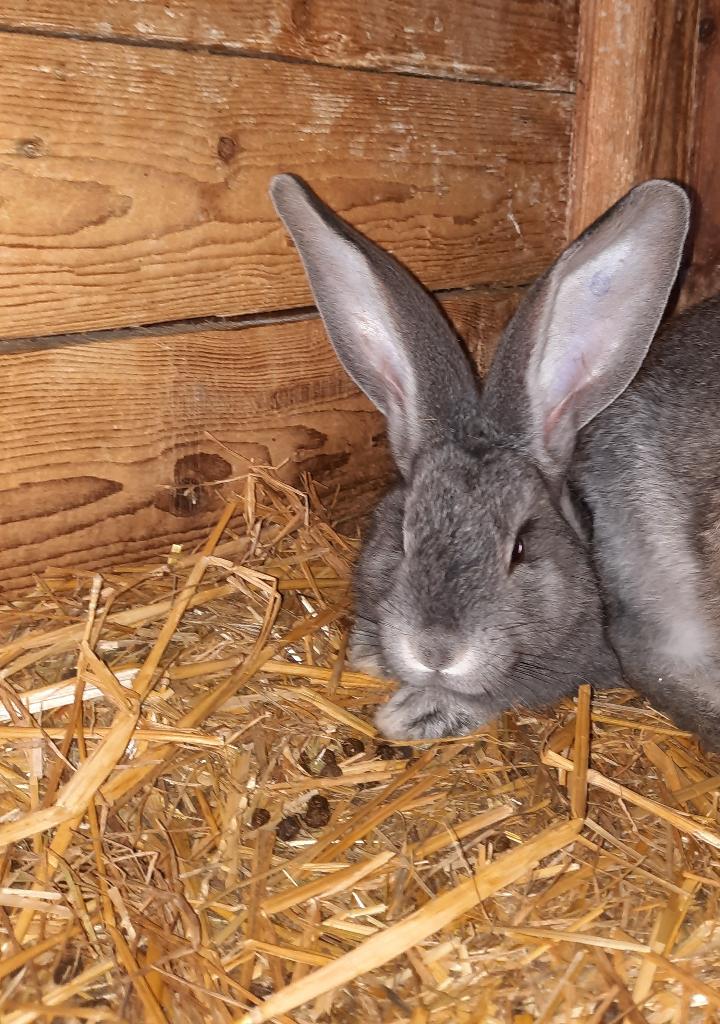 vlaamse reus, Plusieurs animaux, Grand, 0 à 2 ans