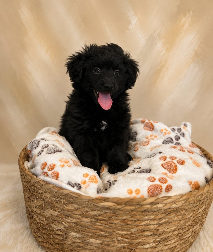 Mooie Pomapoo pups (Pomeriaan x toypoedel), Poedel, Parvo, België, 8 tot 15 weken