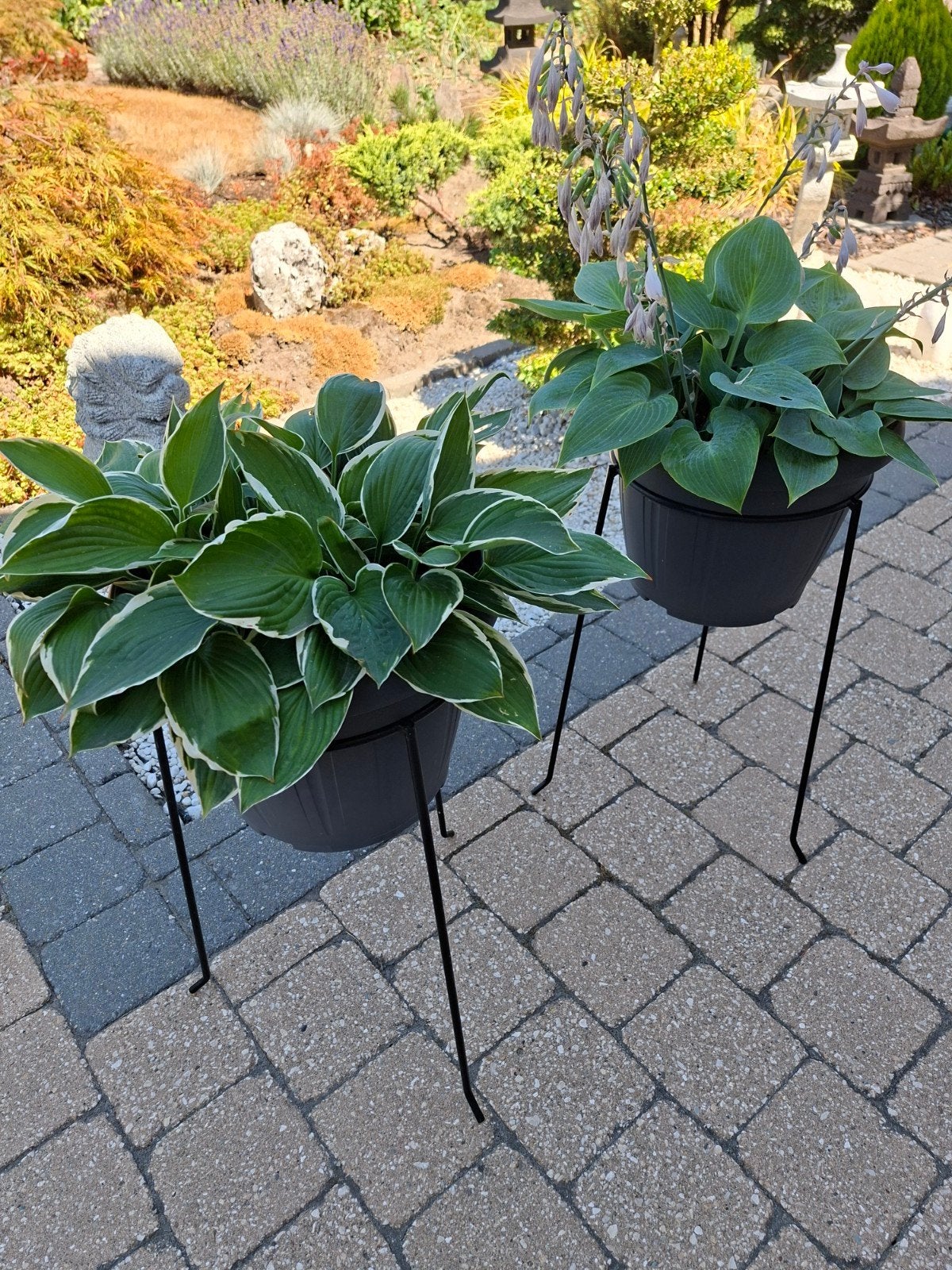 Hostas 2 stuks, Ophalen