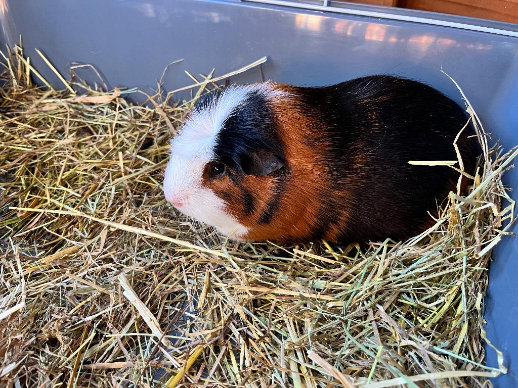 Gratis cavia’s 2 stuks mannetjes, November, Mannelijk, Cavia