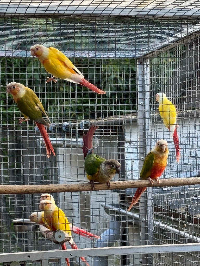 DIVERSE LUTINO PYRRHURA, Plusieurs animaux, Perruche, Bagué