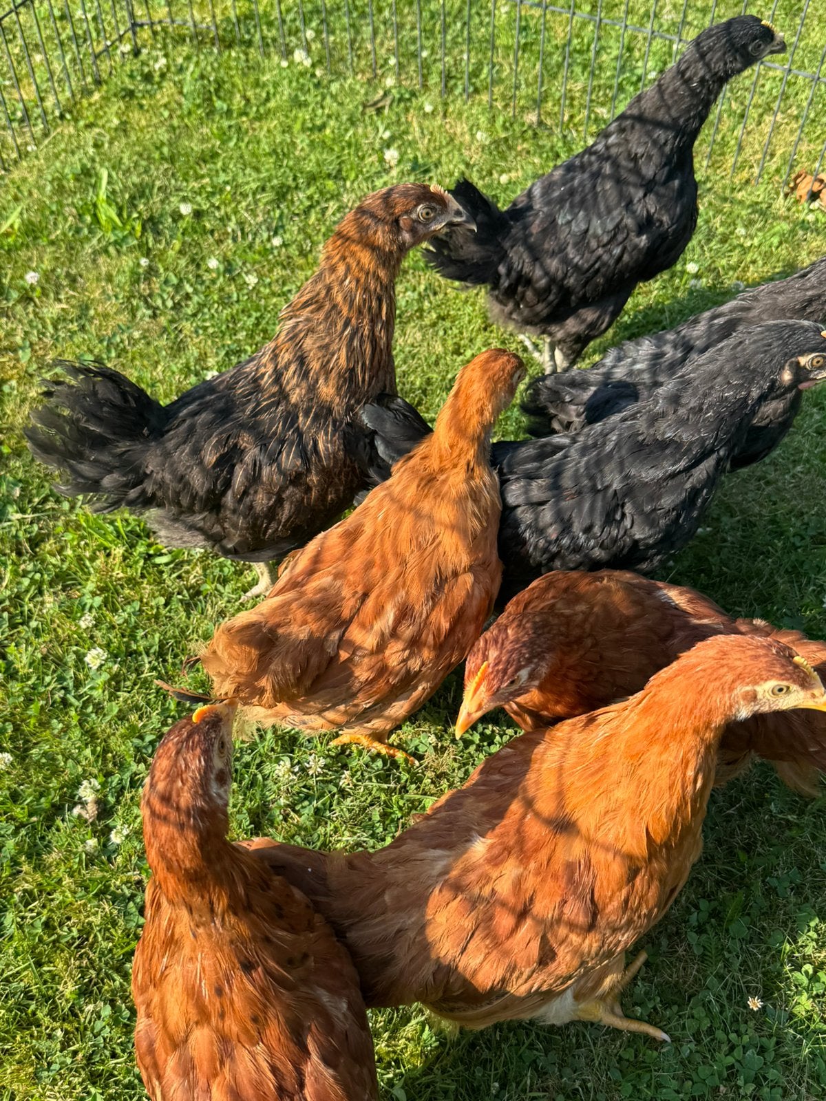 Oudere kuikens ( hennen en haantjes), Dieren en Toebehoren