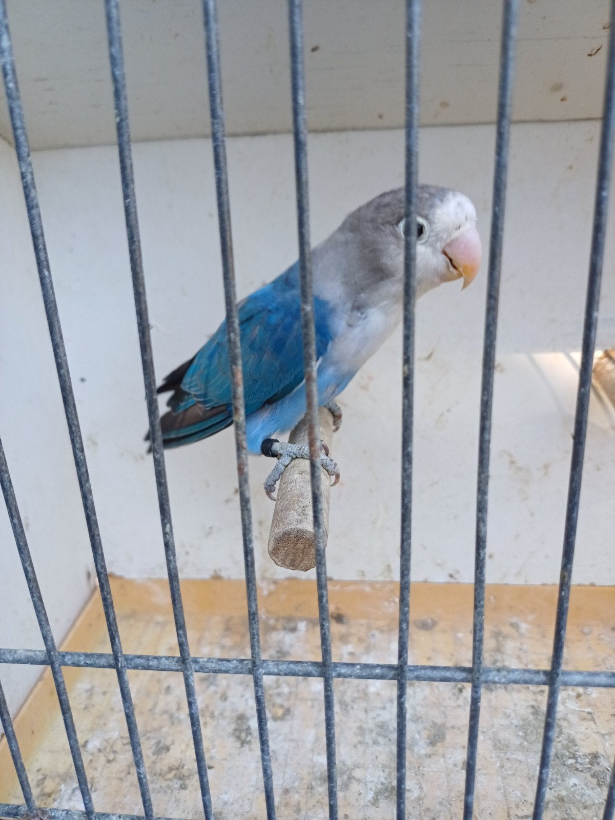 Ficherie's  violet, Dieren en Toebehoren