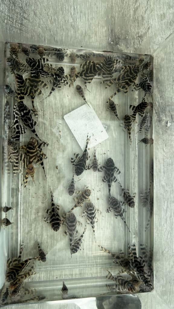 L333 yellow line, Vis, Zoetwatervis