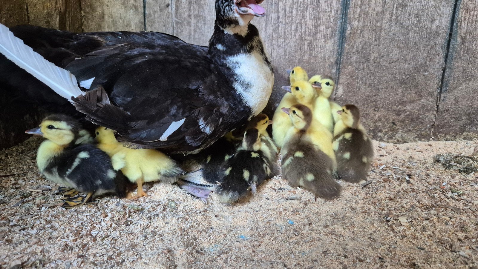 Jeunes canards Barbie à vendre, Animaux & Accessoires