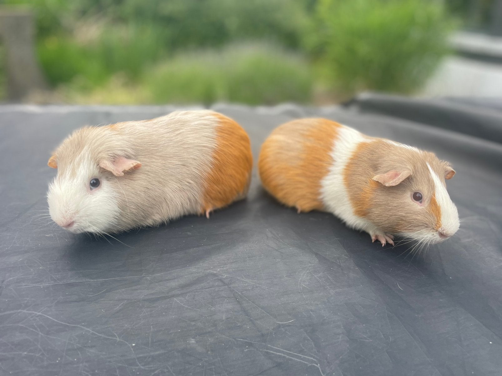 Cavia’s, Dieren en Toebehoren, Knaagdieren, Cavia, Mannelijk, Tam, Oktober