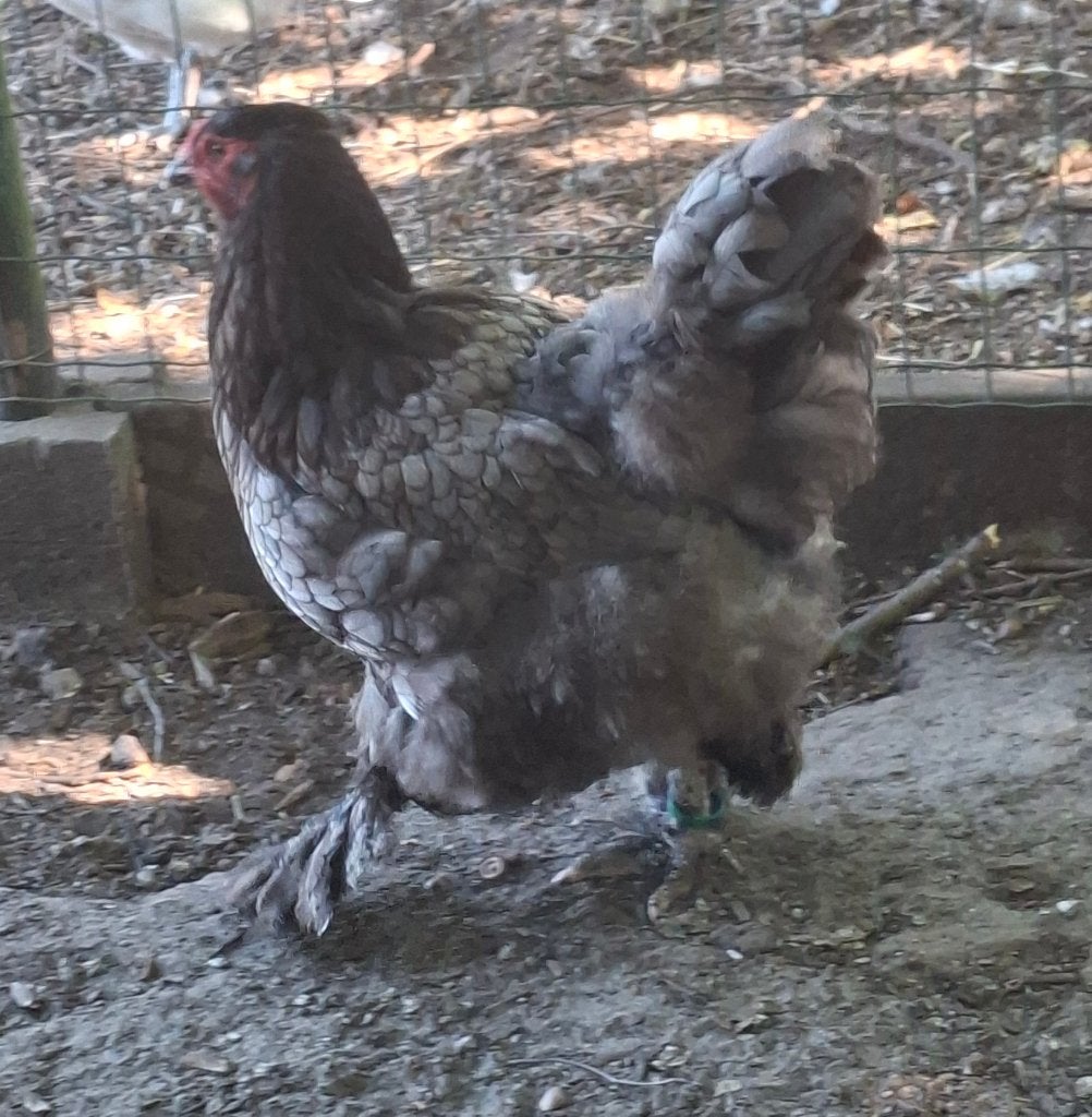 Brahma, Dieren en Toebehoren, Meerdere dieren, Kip
