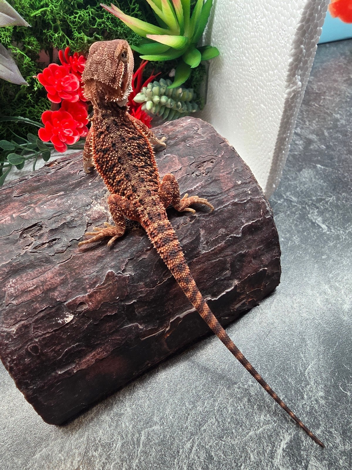 100% dark red monster het hypo man, Dieren en Toebehoren, Reptielen en Amfibieën