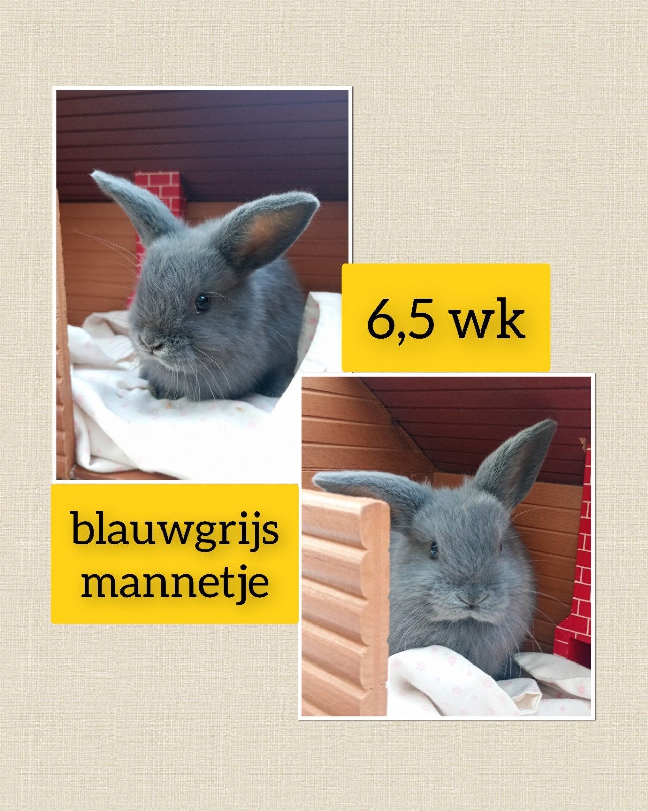 Prachtig blauwgrijs mannetje lief, tam en zindelijk!!!, Mâle, Nain, Oreilles tombantes, 0 à 2 ans