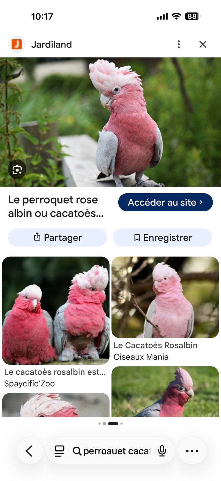 Perroquet, Tickets & Billets