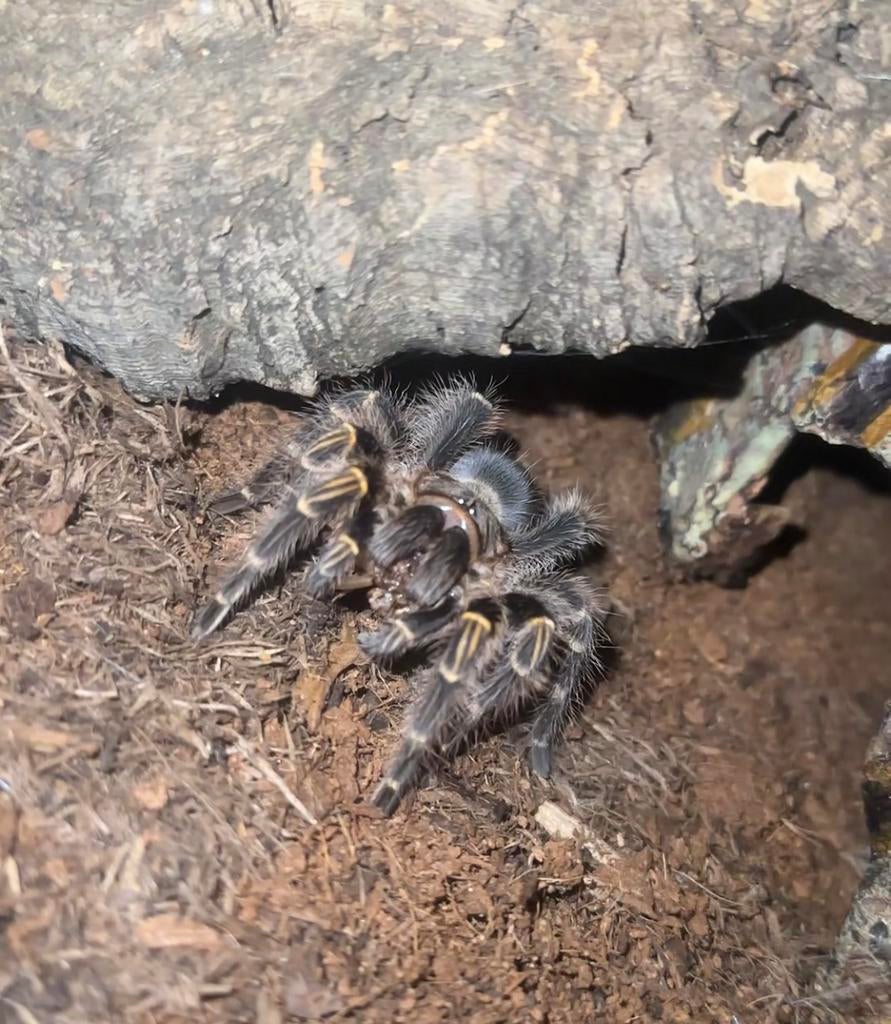 Grammostola pulchripes vrouw + terra, Animaux & Accessoires, Insectes & Araignées, Araignée ou Scorpion