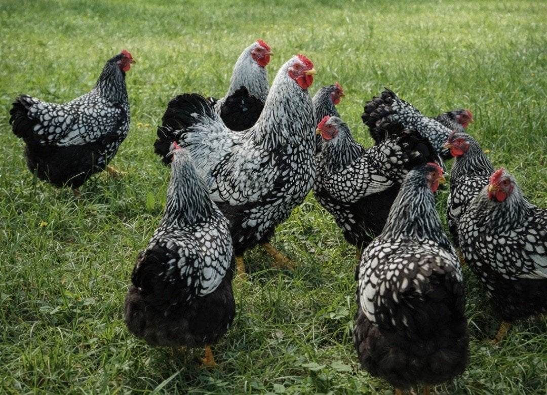 Broedeieren Wyandotte Zilver Zwartgezoomd, Dieren en Toebehoren, Pluimvee