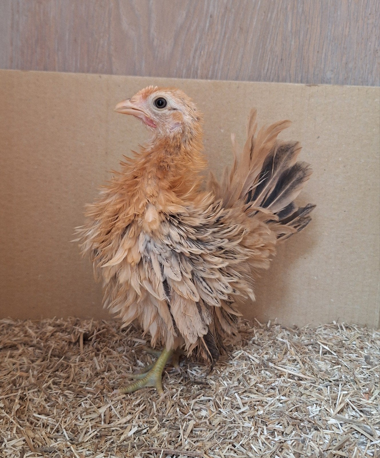 Serama krulveer haantje, Mâle, Poule ou poulet
