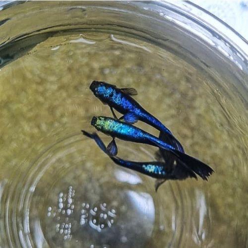 Guppy/vissen, Dieren en Toebehoren