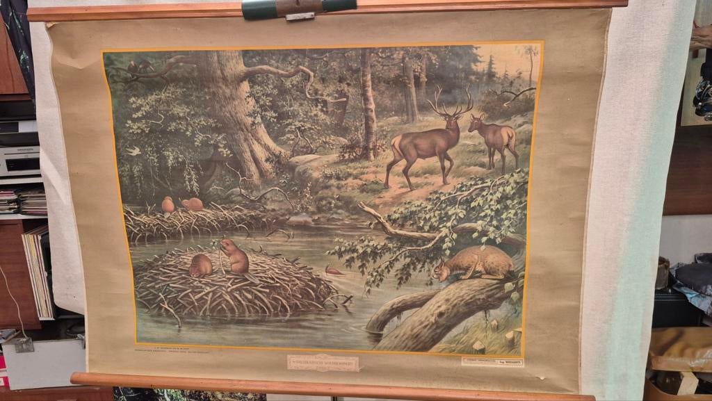 Vintage schoolplaat Noord-Amerikaanse dieren – bos – natuuri, Antiek en Kunst, Ophalen of Verzenden