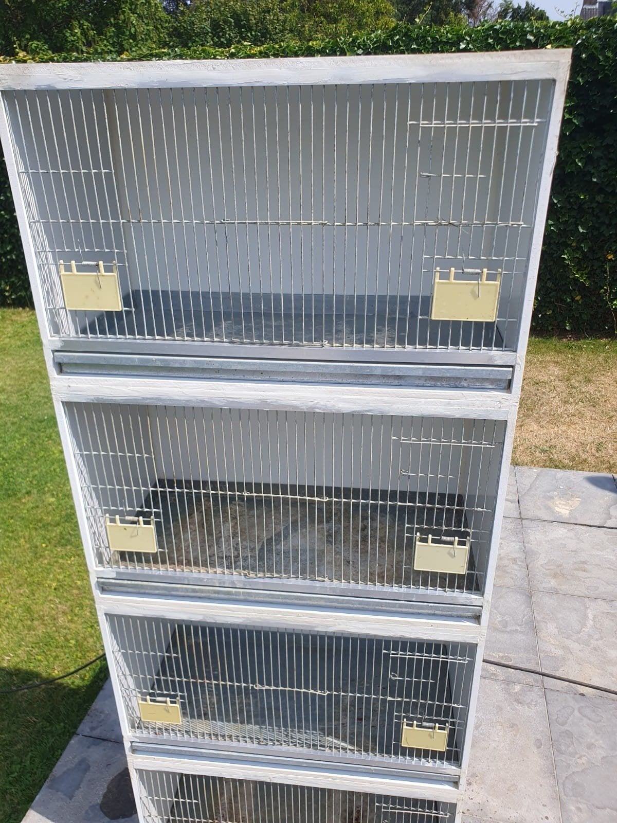 kweekkooien, Dieren en Toebehoren, Ophalen