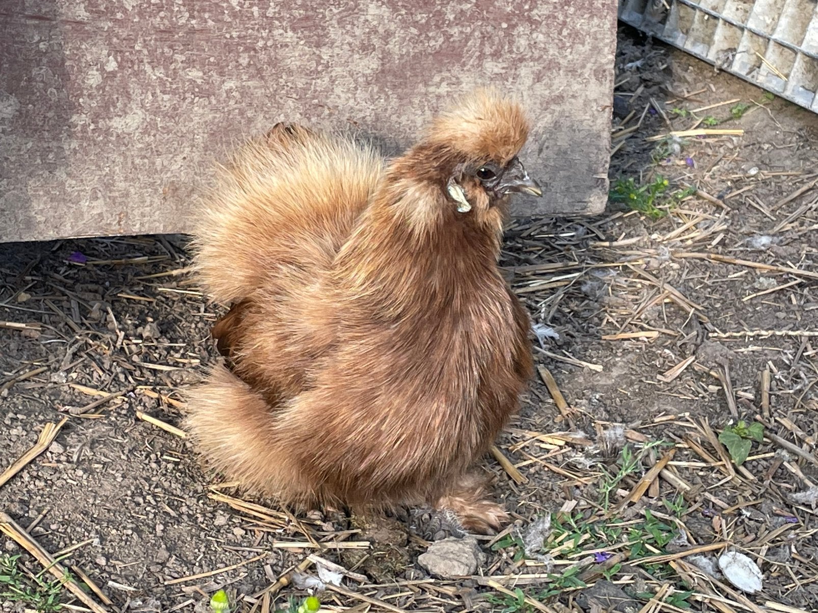 Zijdehoen hennentjes, Dieren en Toebehoren, Pluimvee