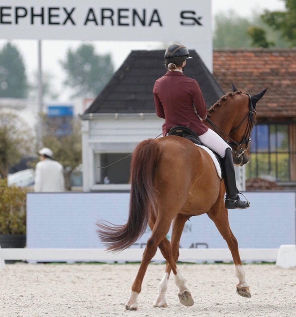 17 jarige schoolmaster dressuur te koop (Gribaldi x vivaldi), Ruin, Dressuurpaard, 170 tot 175 cm, 11 jaar of ouder