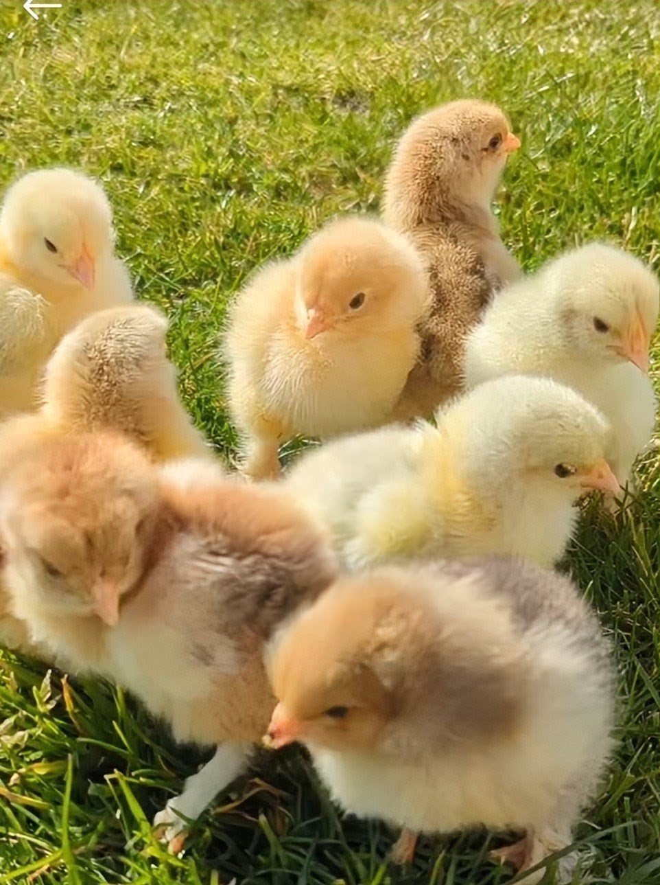 Kuikens brahma krulveer, Poule ou poulet
