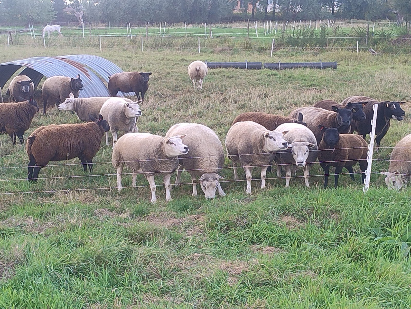 texel ooien