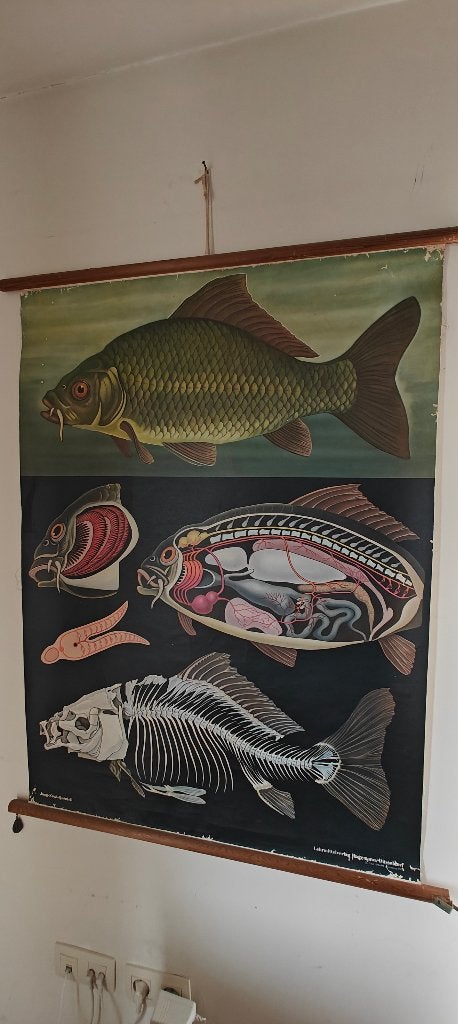 Schoolkaart, Ophalen, Natuur en Biologie