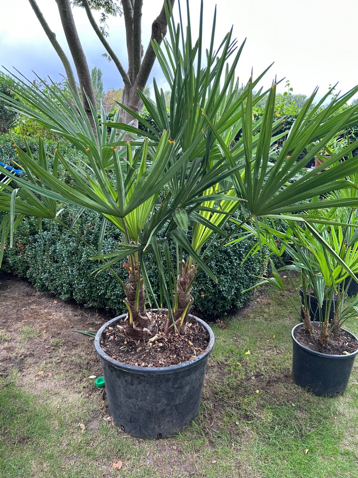 La tige de Trachycarpus Fortunei 2 est rustique, Jardin & Terrasse, Enlèvement, En pot