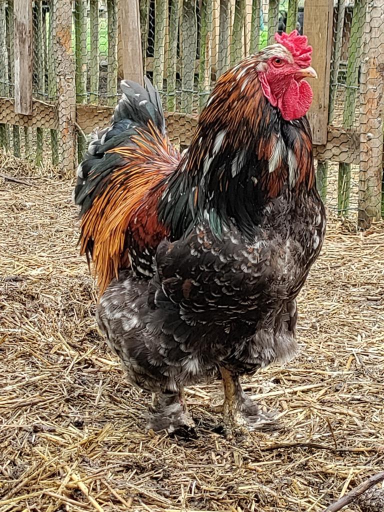 Brahma, Dieren en Toebehoren, Pluimvee, Kip, Mannelijk
