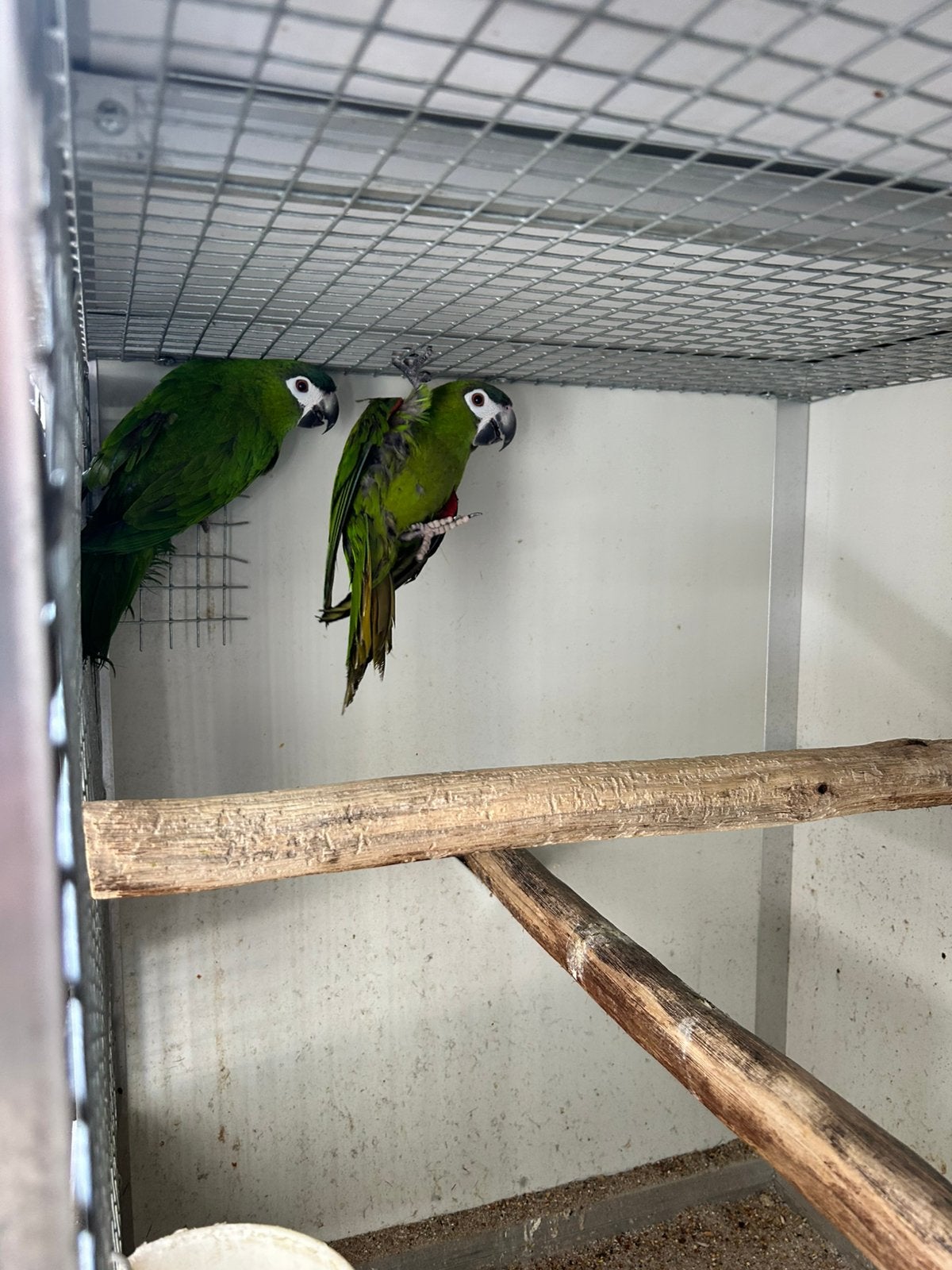 Couple reproducteur d'aras de Nobilis, Animaux & Accessoires, Plusieurs animaux, Perroquet, Bagué