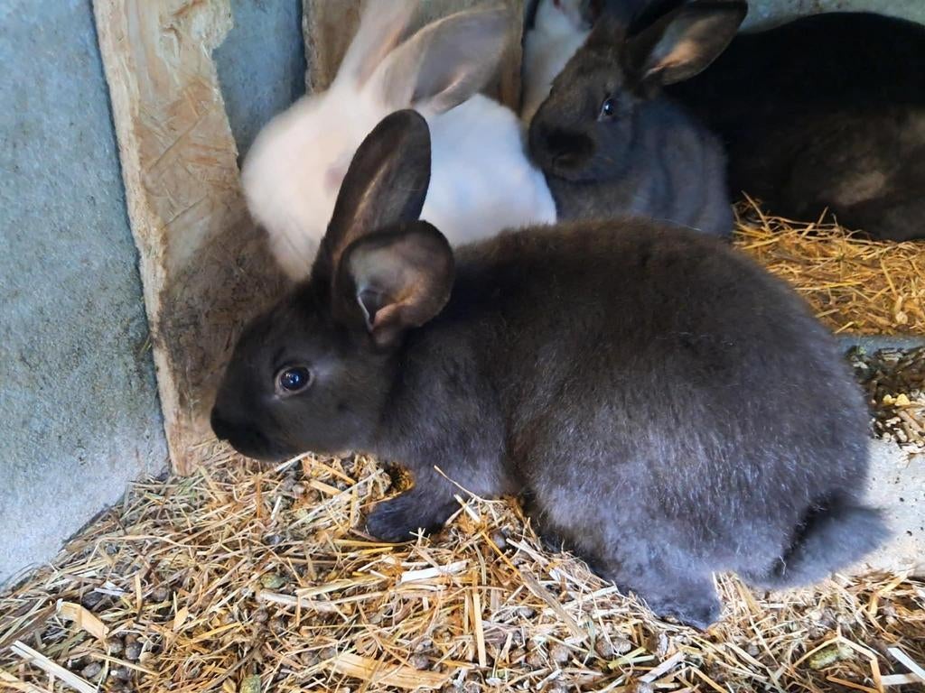 Lapin, Animaux & Accessoires
