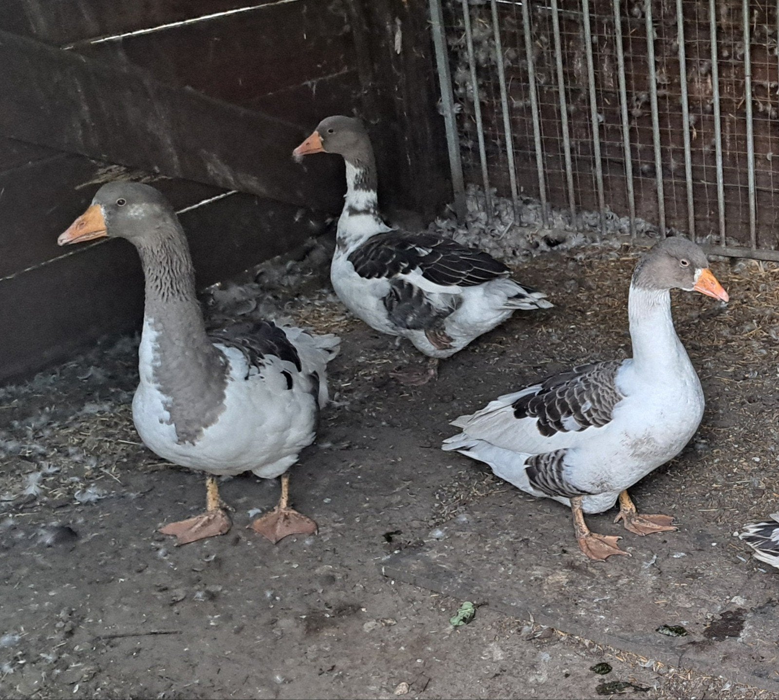 Vlaamse ganzen, mannen, Dieren en Toebehoren, Pluimvee