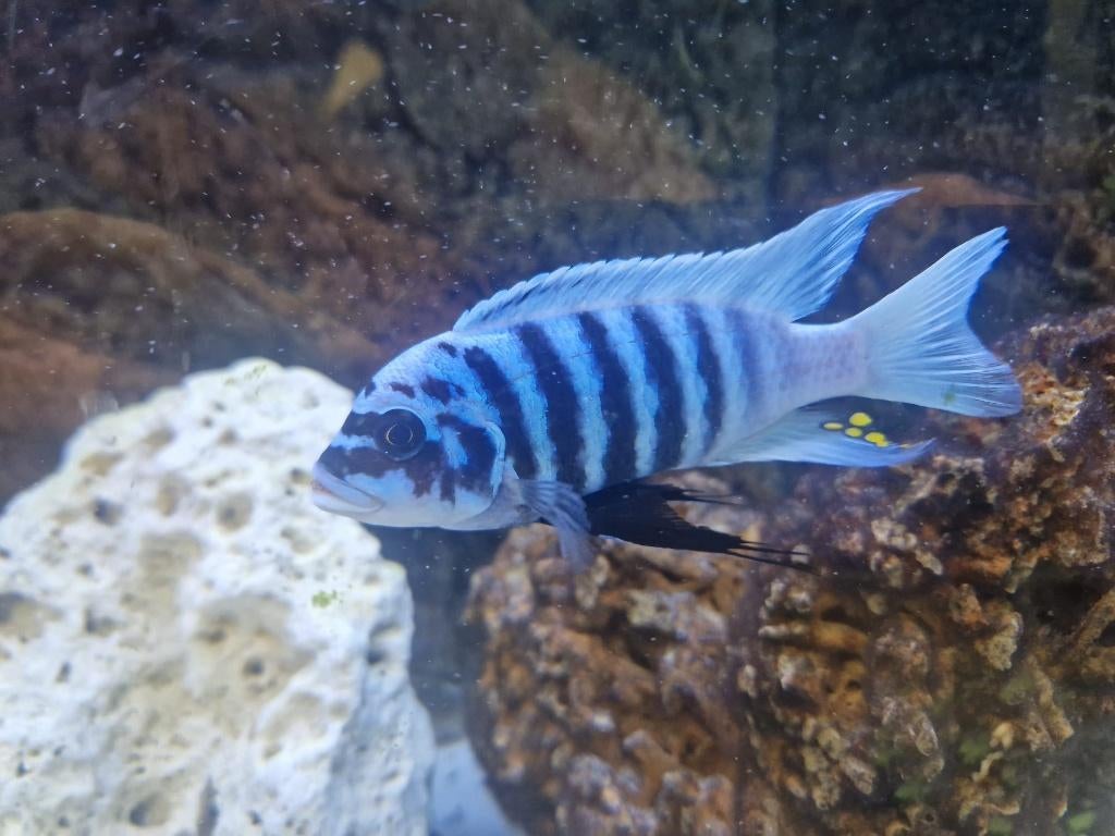 malawi cichliden - Maison Reef Zebra, Dieren en Toebehoren, Vissen | Aquariumvissen, Vis, Zoetwatervis, Schoolvis