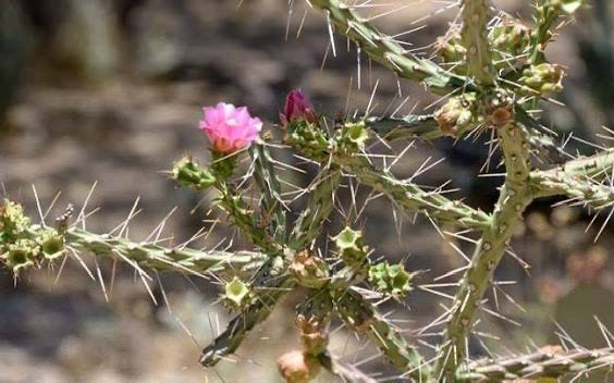 Cactus Cylindropuntia, Tuin en Terras, Planten | Tuinplanten, Volle zon, Vaste plant, Zomer, Ophalen