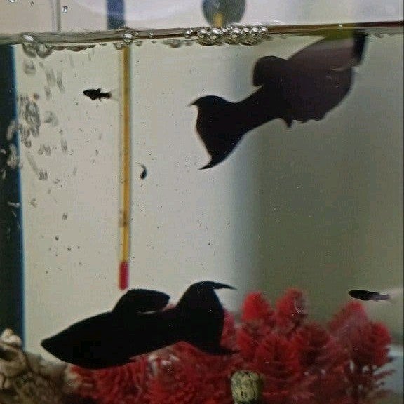 Black Molly jongen 2 weken oud, Vis, Zoetwatervis