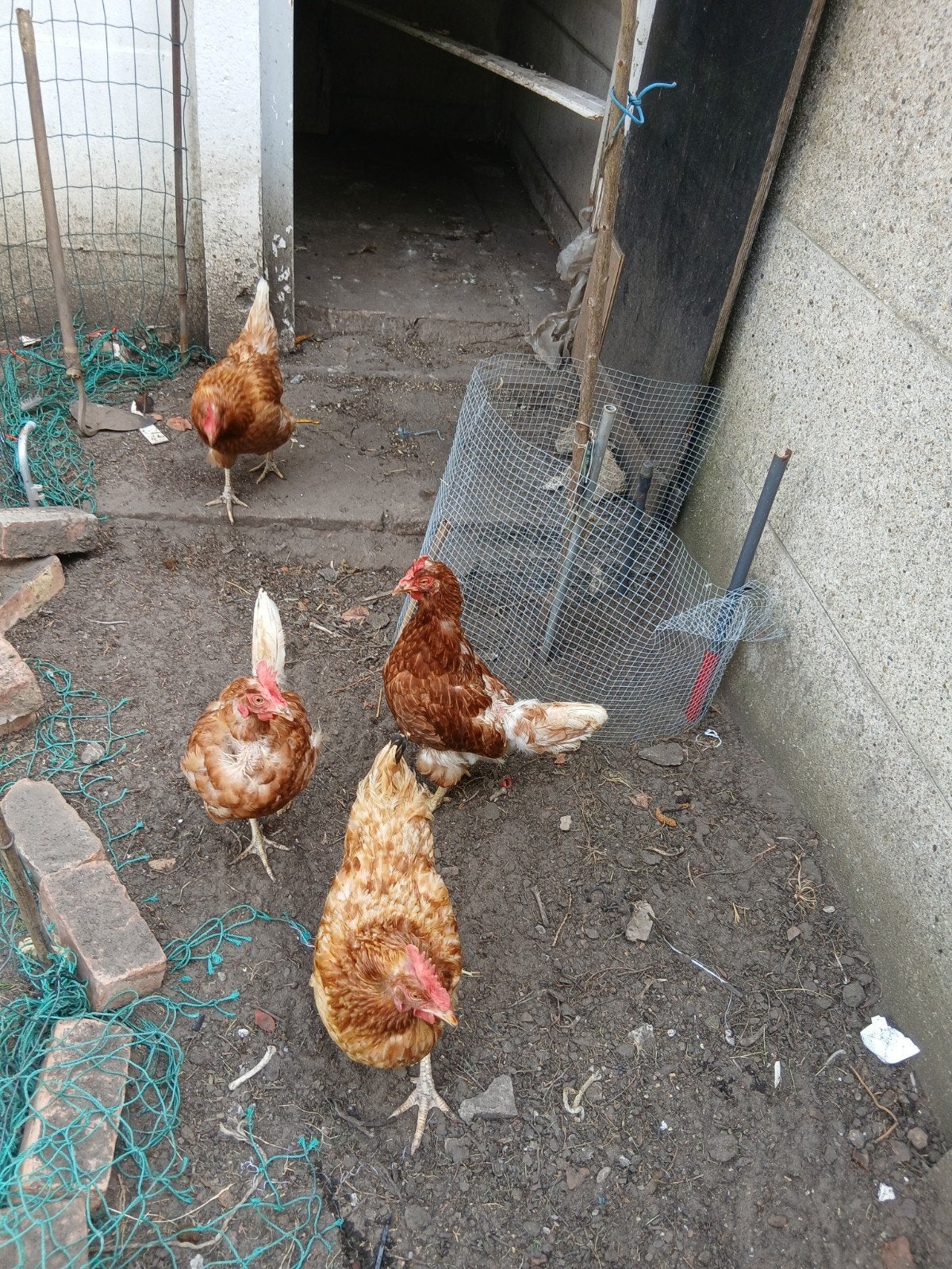 4 kippen te koop, Dieren en Toebehoren, Pluimvee, Vrouwelijk, Kip