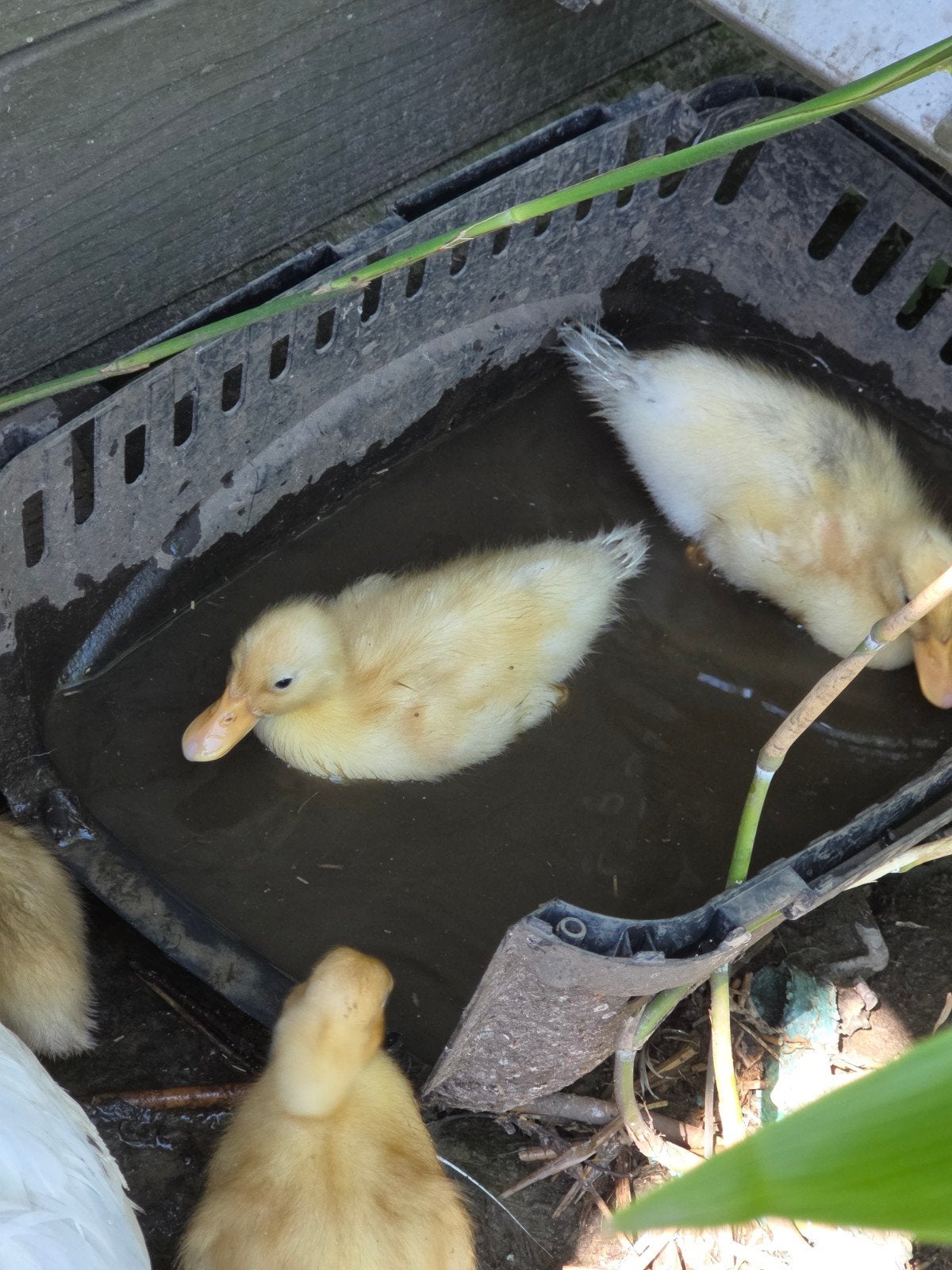 1 witte vrouwelijke kwaker te ruil, Dieren en Toebehoren, Pluimvee, Vrouwelijk, Eend