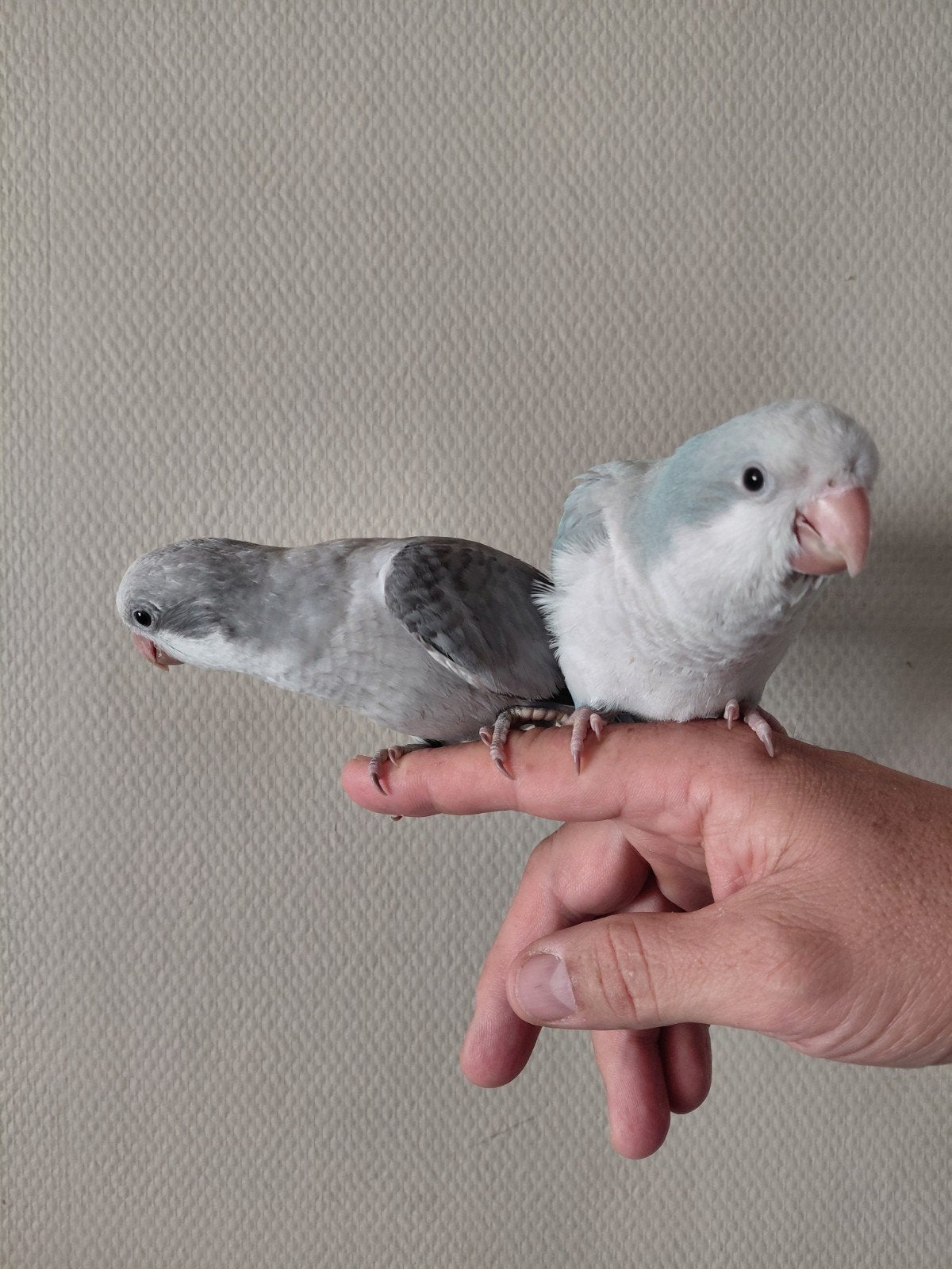 Muisparkieten Handtam, Dieren en Toebehoren, Meerdere dieren, Parkiet, Tam