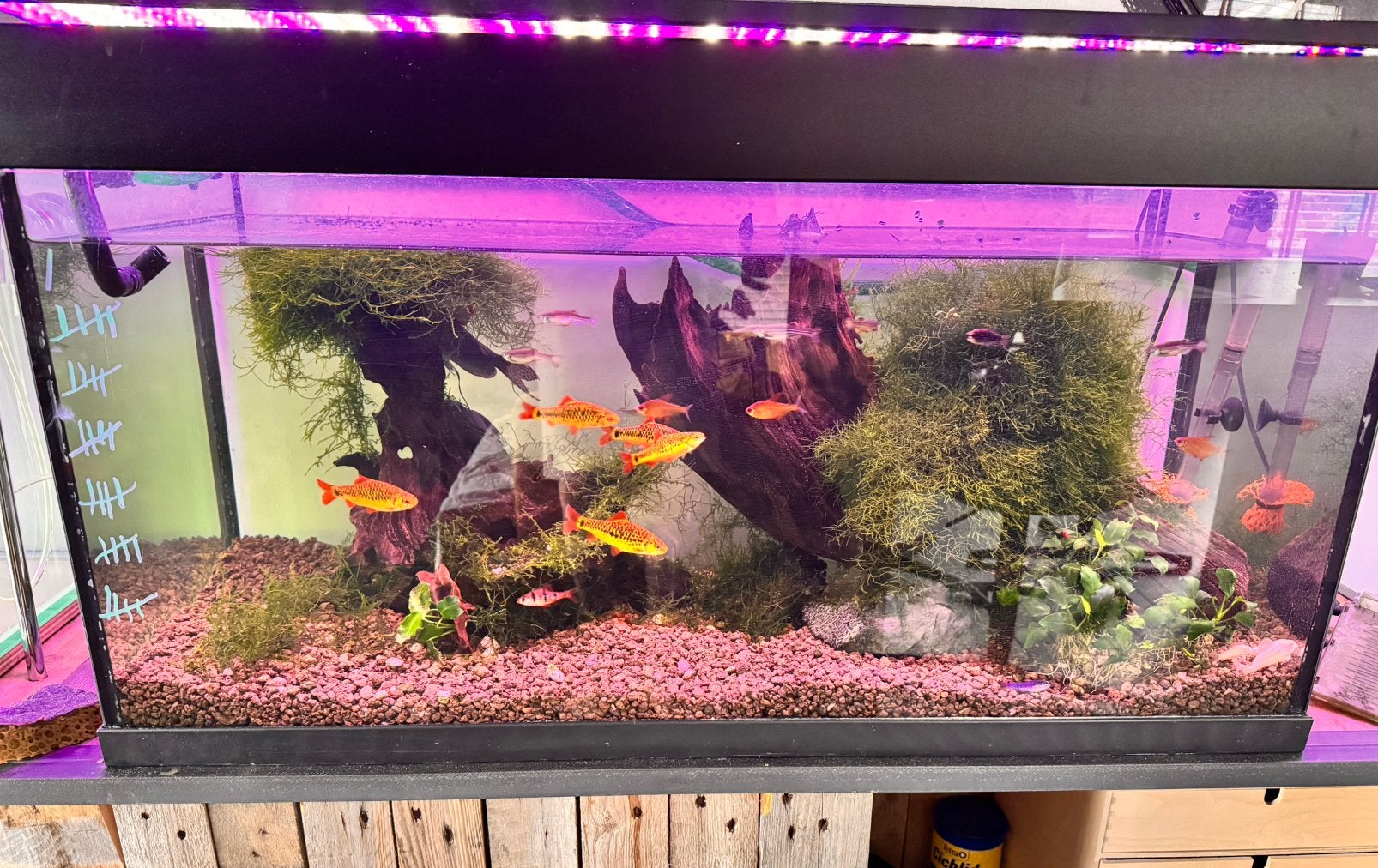 Aquarium met vissen, Ophalen, Pomp, Zo goed als nieuw