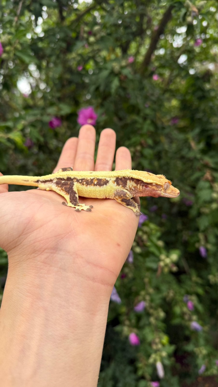 1.0 dark base lilly white wilpergekko