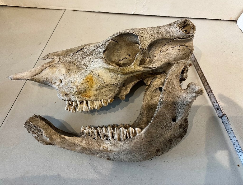 oude originele koeien schedel, Ophalen, Gebruikt, Boerderijdier, Schedel
